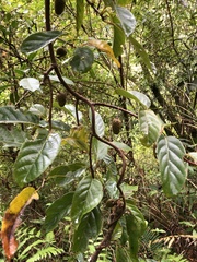 Actinidia callosa discolor