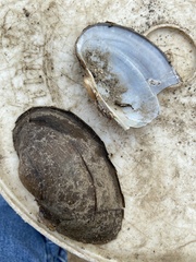 Strophitus undulatus