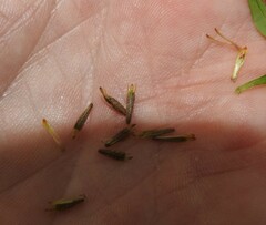 Bidens discoidea