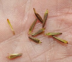 Bidens discoidea