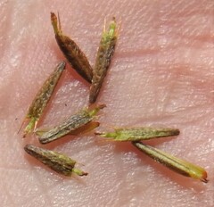 Bidens discoidea