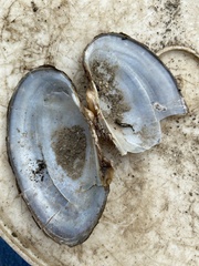 Strophitus undulatus