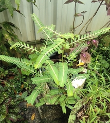 Phyllanthus urinaria