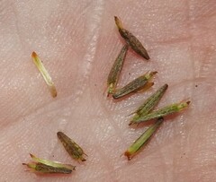 Bidens discoidea