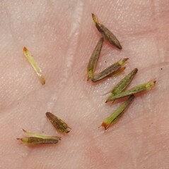 Bidens discoidea