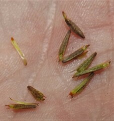 Bidens discoidea