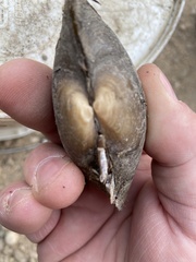 Strophitus undulatus