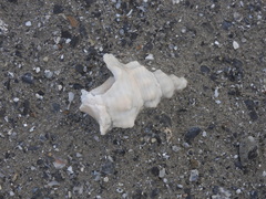 Triplofusus giganteus