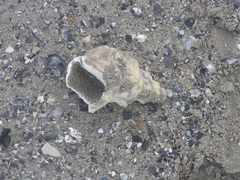 Triplofusus giganteus