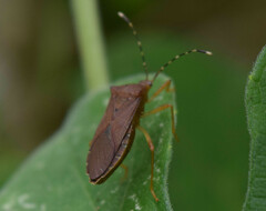 Hypselonotini