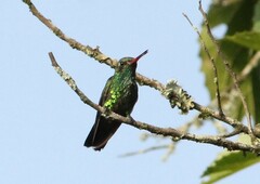 Chlorostilbon lucidus