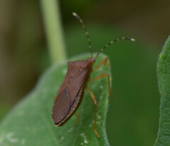 Hypselonotini