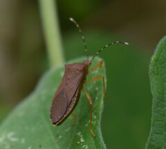 Hypselonotini