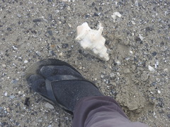 Triplofusus giganteus