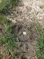 Zephyranthes chlorosolen