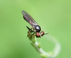 Cerotainia