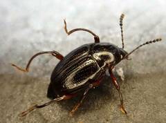 Scaphium immaculatum