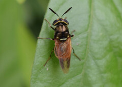 Hoplitimyia mutabilis