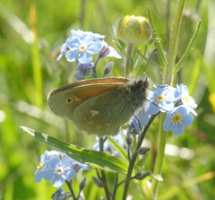Coenonympha tullia chatiparae