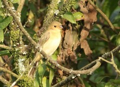 Sporophila lineola