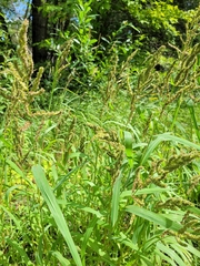 Echinochloa