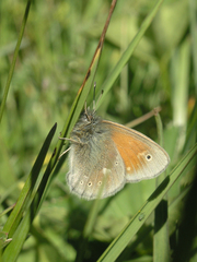 Coenonympha tullia chatiparae