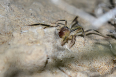 Galeodidae