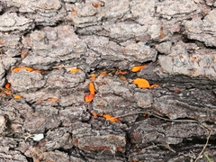 Dacrymyces