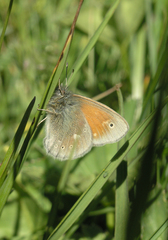 Coenonympha tullia chatiparae
