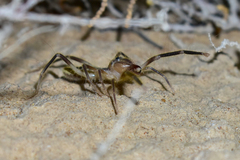 Galeodidae