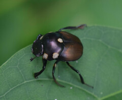 Canthon septemmaculatus
