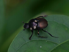 Canthon septemmaculatus