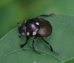 Canthon septemmaculatus