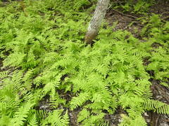 Thelypteris palustris