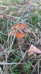 Leccinum aurantiacum