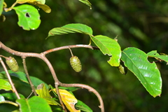 Actinidia callosa discolor