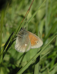 Coenonympha tullia chatiparae