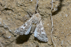 Saragossa siccanorum