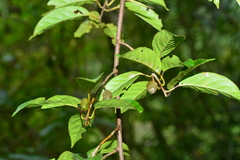 Actinidia callosa discolor