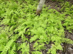 Thelypteris palustris