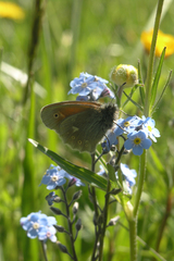 Myosotis alpestris