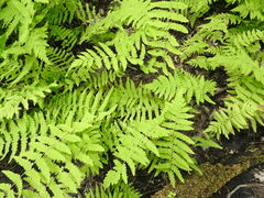 Thelypteris palustris