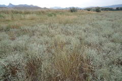 Thinopyrum elongatum