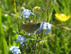 Myosotis alpestris
