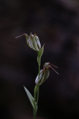 Pterostylis recurva