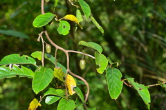 Actinidia callosa discolor
