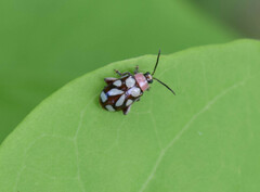 Omophoita