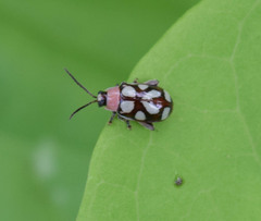 Omophoita