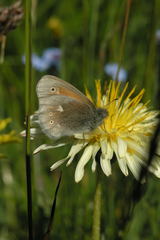 Taraxacum confusum