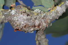 Andricus chrysolepidicola